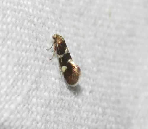 Antispila sp.